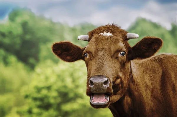 Cute caw in the farm. Selective focus — Stock Photo, Image