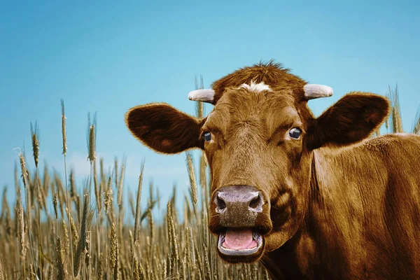 Cute cow in the meadow — Stock Photo, Image