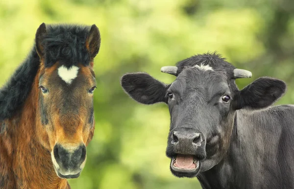 Carino caw e cavallo in azienda — Foto Stock