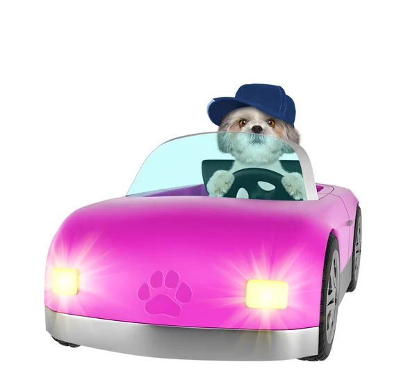 Shitzu szczęśliwy pies cieszy się jazdy w samochodzie. Na białym tle — Zdjęcie stockowe