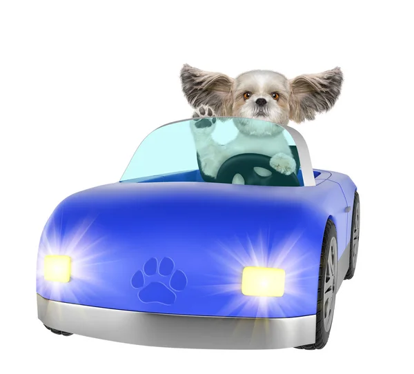 Der süße Shitzu-Hund genießt die Fahrt im Auto. isoliert auf weiß — Stockfoto