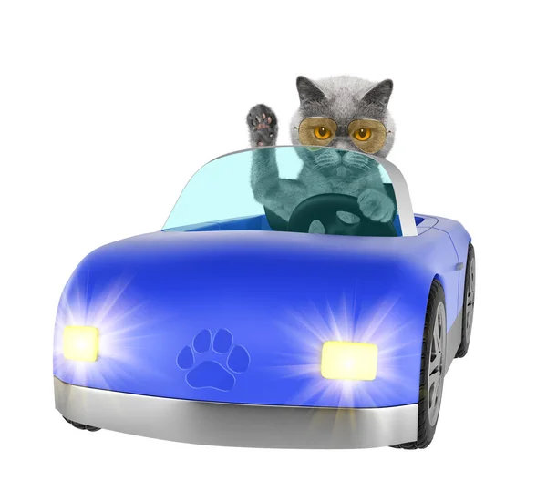 Söt katt har tur i en bil. Isolerad på vit — Stockfoto