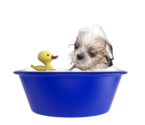 Cão shitzu bonito tomando um banho de espuma com brinquedo. Isolado em branco — Fotografia de Stock