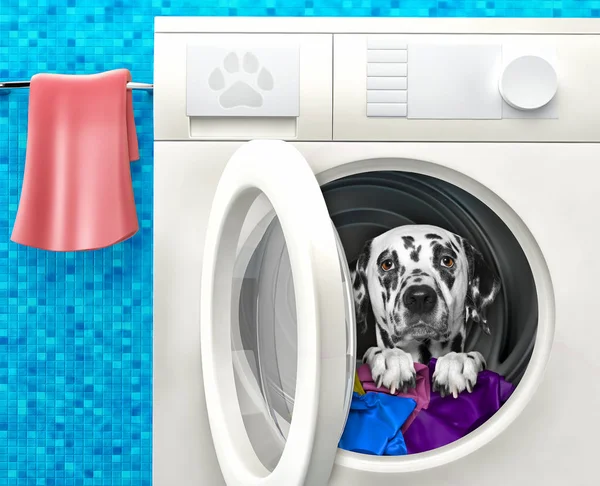 Cão dálmata bonito dentro da máquina de lavar roupa — Fotografia de Stock