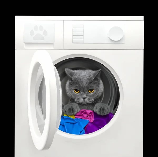 Chat après lavage dans une machine à laver. Isolé sur noir — Photo