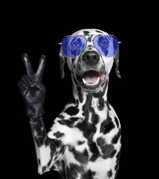 Dalmatian dog with victory fingers. Isolated on black — Stock Photo, Image