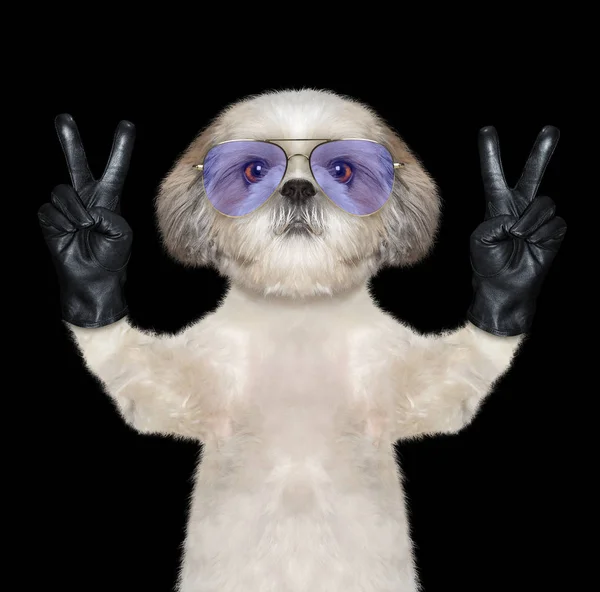 Cão Shitzu com dois dedos da vitória. Isolado em preto — Fotografia de Stock