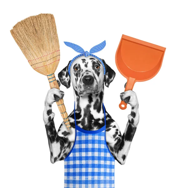 stock image Dalmatian dog holds broom and scoop in paws. Isolated on white