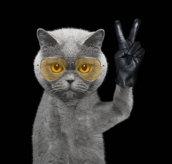 猫与胜利手指。黑色隔离 — 图库照片