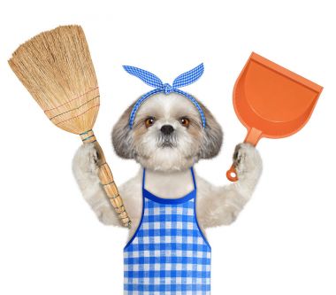 Shitzu köpek süpürge ve Kepçe paws içinde tutar. Beyaz izole