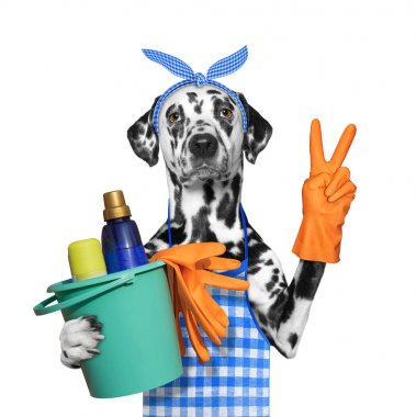 Dalmaçya köpeği önlük ev işleri yapıyor. Beyaz izole