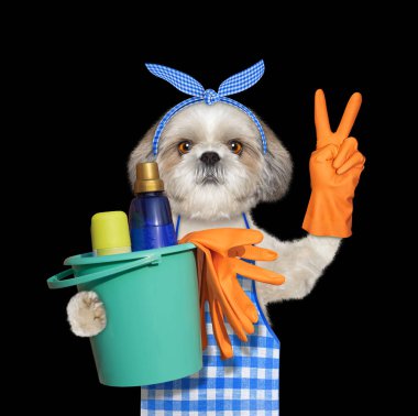 Shitzu köpek önlük ev işleri yapıyor. Siyah izole