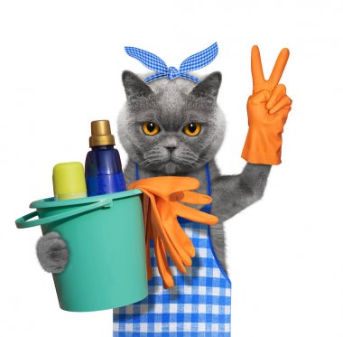 Kedi önlük ev işleri yapıyor. Beyaz izole