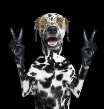 İki zafer parmak ile Dalmaçya köpeği. Siyah izole