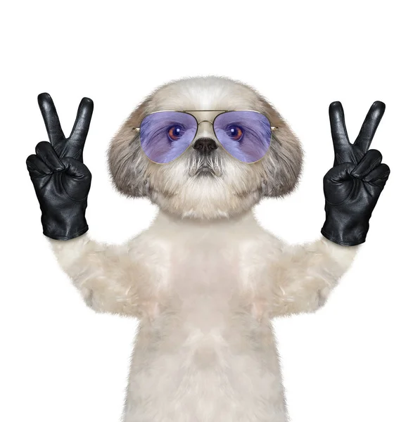Cão Shitzu com dois dedos da vitória. Isolado em branco — Fotografia de Stock