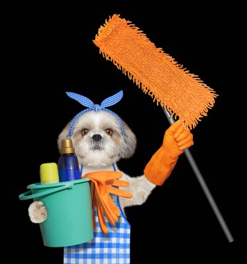 Shitzu köpek önlük ile paspas ev işleri yapıyor. Siyah izole