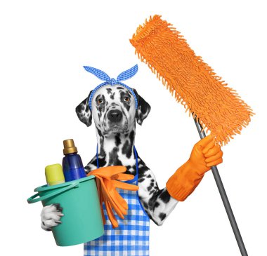 Dalmaçya köpeği önlük ile paspas ev işleri yapıyor. Beyaz izole