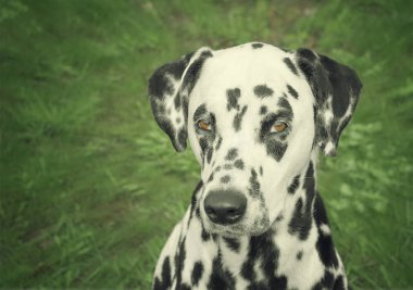 Şirin Dalmaçyalı Köpek portresi