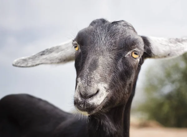 Retrato de cabra preta bonito com orelhas longas — Fotografia de Stock