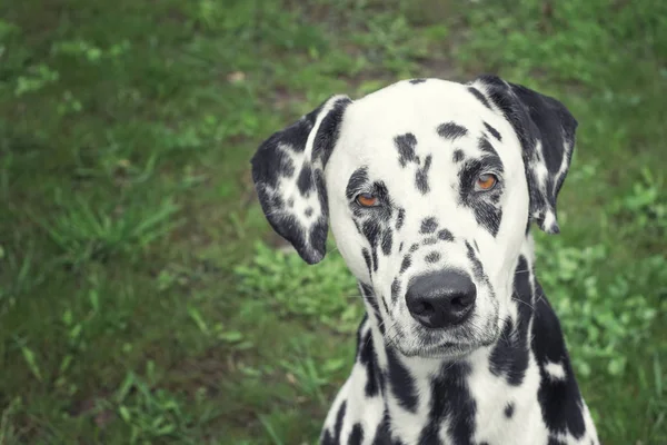 Portrait of adorable dalmatian dog — Stock Photo, Image