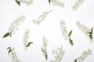 Çiçek, kuş-kiraz, dalları ve yaprakları beyaz arka plan üzerinde izole desenle. Üstten Görünüm