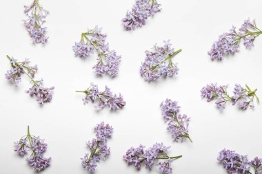 Çiçek, leylak, dalları ve yaprakları beyaz arka plan üzerinde izole desenle. Üstten Görünüm
