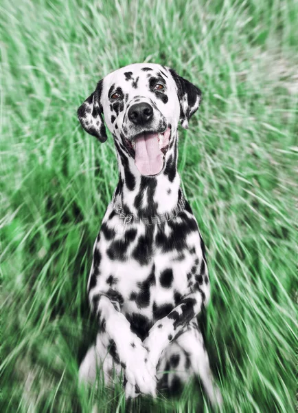 Cão bonito situado na grama tonificada e radial desfocado — Fotografia de Stock