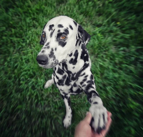 Cão bonito situado na grama dando uma pata tonificada e radial borrada — Fotografia de Stock