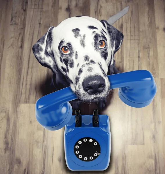 口の中に青いテレフォンを持つダルマチア犬の肖像画 — ストック写真