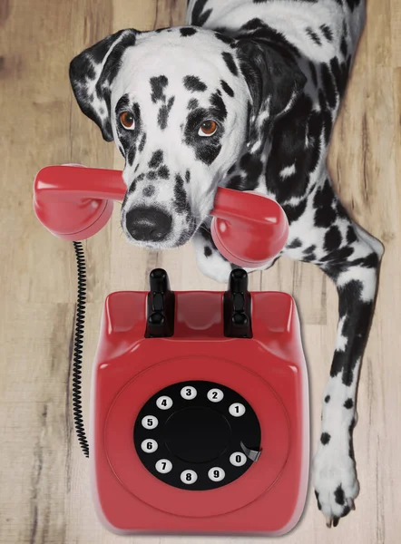 Portret dalmatyńskiego psa z czerwonym telefonem w ustach — Zdjęcie stockowe