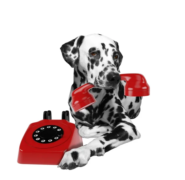 Portrait de chien dalmate tenant un téléfone rouge dans la bouche — Photo