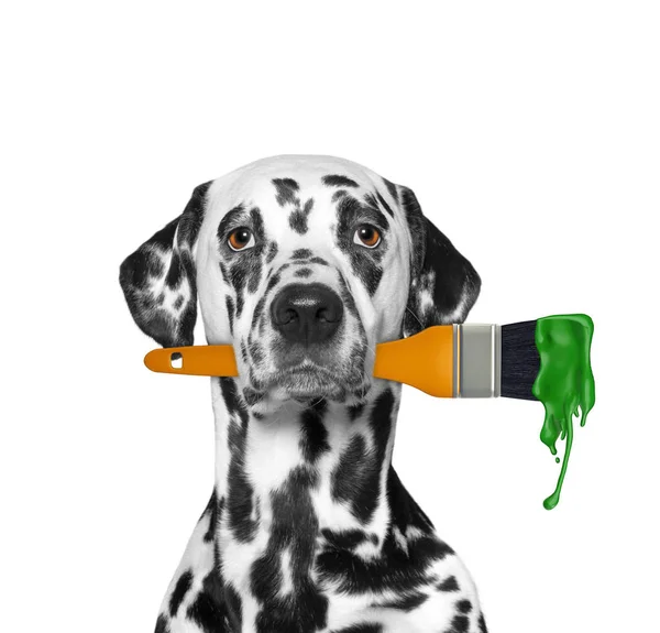 Далматинський собака як художник з пензлем і зеленим кольором. Ізольовані на білому — стокове фото