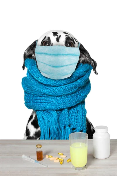 Собачье лицо в медицинской маске крупным планом, концептуальный вирус, коронавирус, защита. Изолированные на белом Стоковая Картинка
