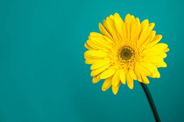 Nane mavisi ve sarı arka planda sarı gerberalar.