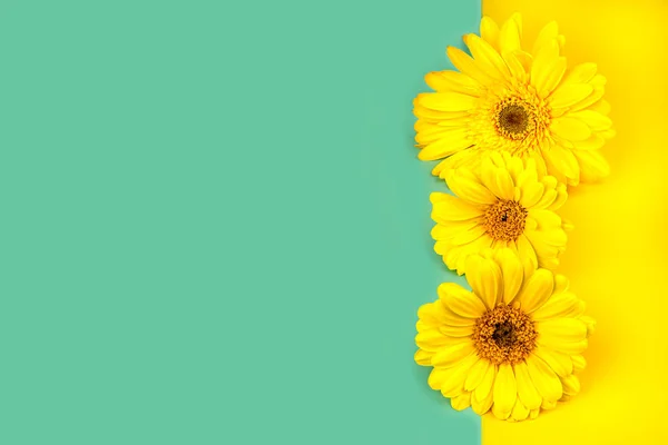Желтые цветы герберы на мятном голубом и желтом фоне — стоковое фото