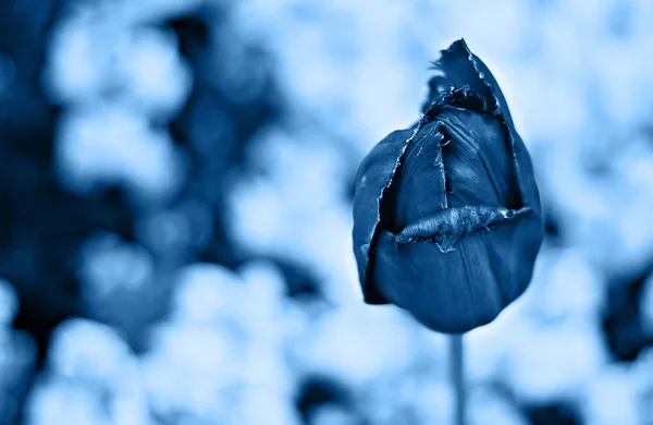 Blauwe tulp bloem op een wazige achtergrond — Stockfoto