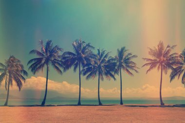 Sahilde palmiye ağaçları