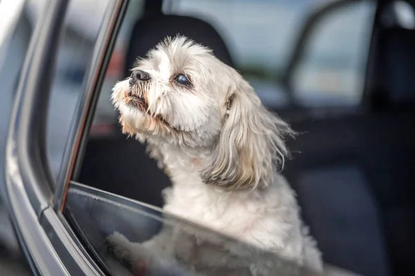 Собака смотрит из окна машины — стоковое фото