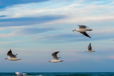 Okyanusun üzerinde uçan martılar.