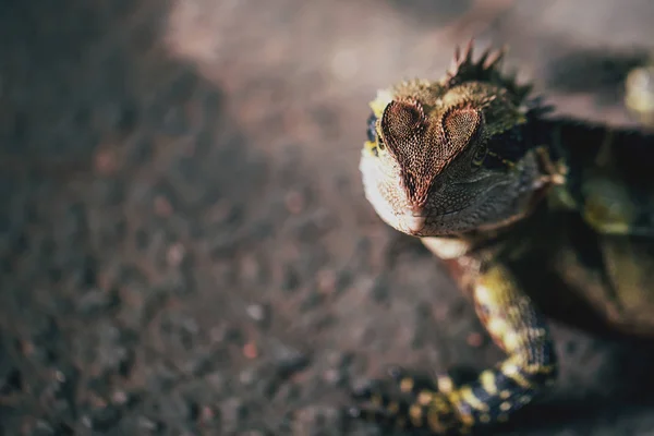 Australian Eastern Water Dragon — Stock Photo, Image