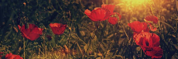 Poppies op de vuiligheid met zonlicht, panoramisch uitzicht — Stockfoto