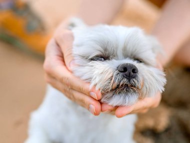Kadınların elleri köpeğe sarılır.