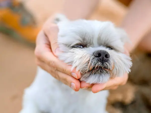 Mujeres manos abrazar a un perro —  Fotos de Stock