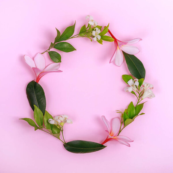 Frangipani and jasmine flowers in a round frame. Flat lay on pink background, square