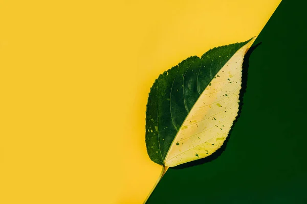 Napůl zelený a žlutý list na zeleném a žlutém podkladu, barevné listy, exotické tropické listy. Volné místo pro kopie — Stock fotografie