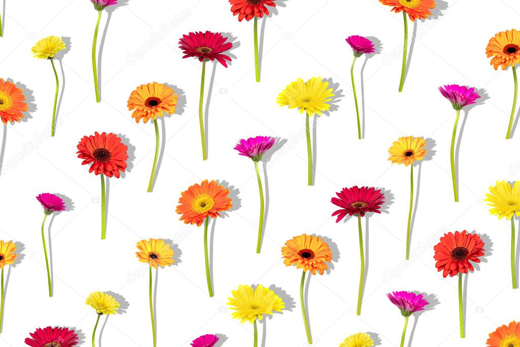 Floral arranged composition with different colors gerbera flowers with shadow on white background. Flat lay pattern, top view