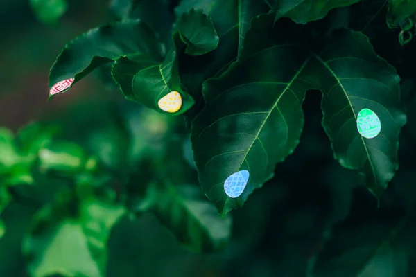 Easter eggs stickers on leaves of passion fruit in garden. — Stock fotografie