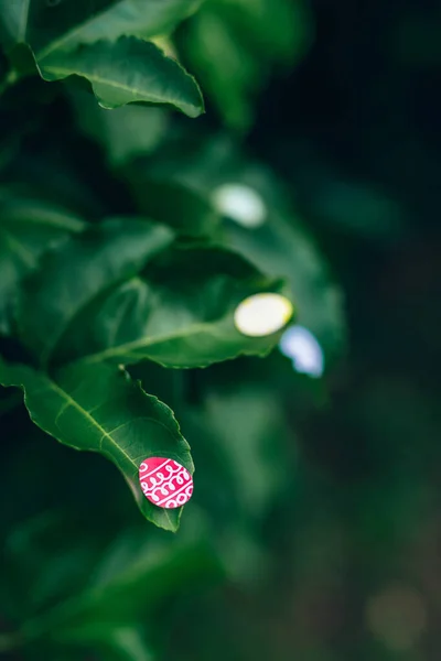 Easter eggs stickers on leaves of passion fruit in garden. — Stock fotografie