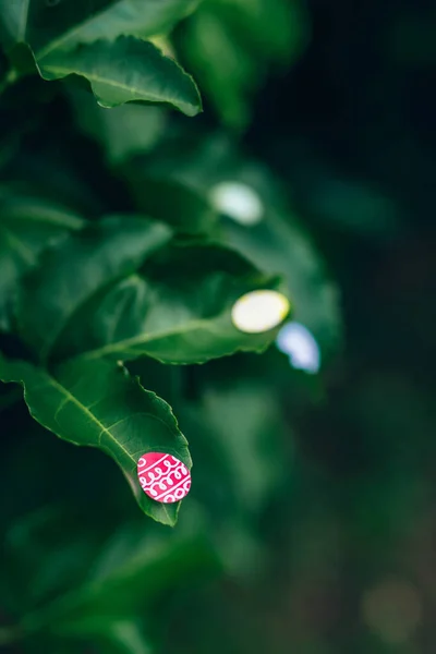 Easter eggs stickers on leaves of passion fruit in garden. — ストック写真