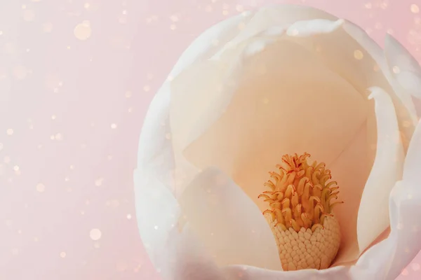 白桃背景上美丽的兰花花蕾的特写照片 — 图库照片